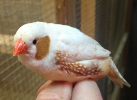 Ragas Florida Fancy Zebras